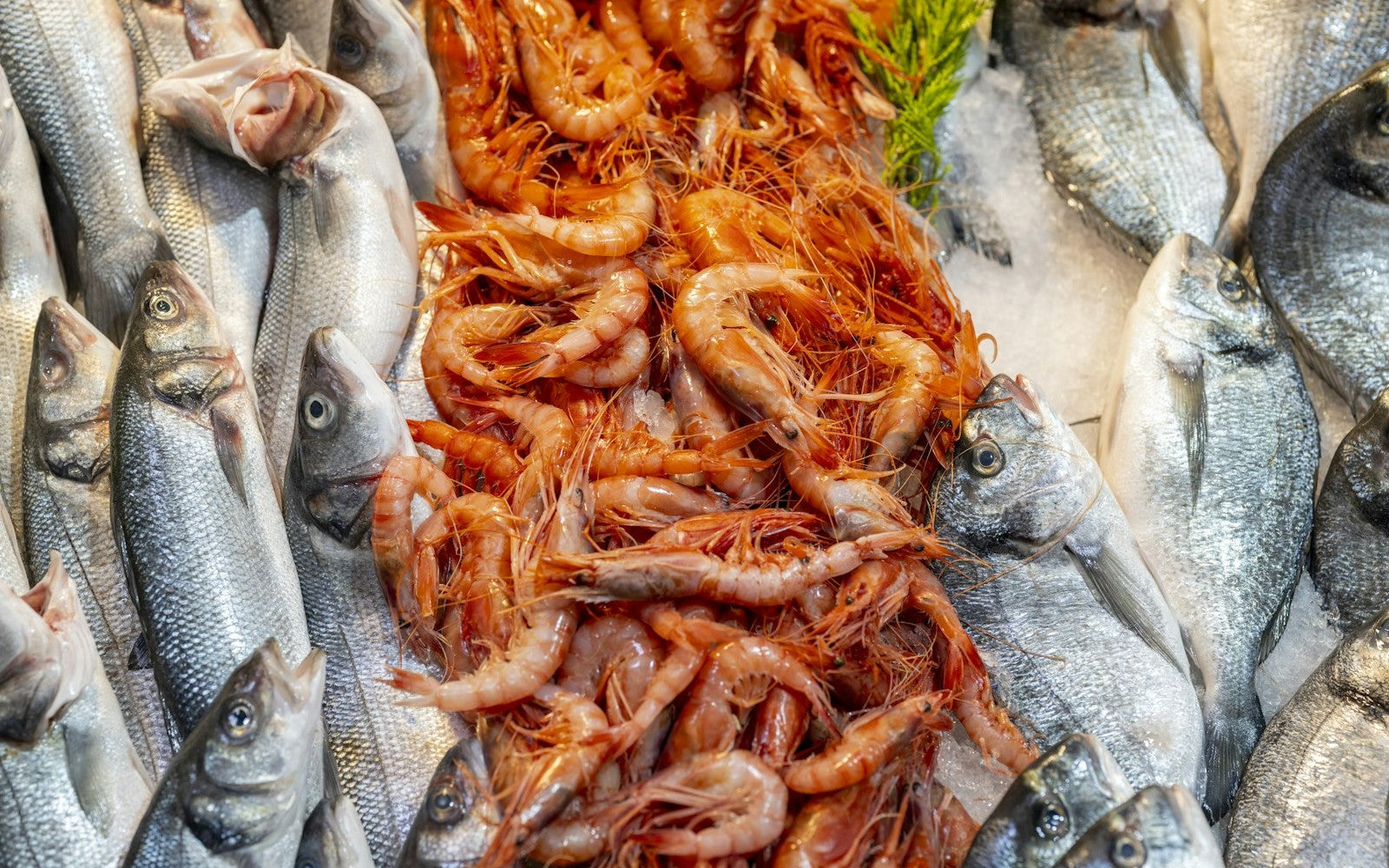 Jiya James Terry SMITH — seafood selection